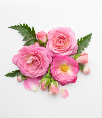 Flower Photo